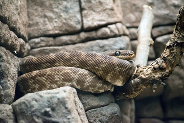 the rough scaled python is cream and brown