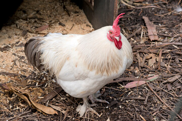 the rooster is looking for food