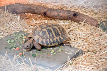 the spur thighed tortoise has brown and black shell