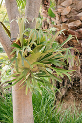 the stag horn are ferns with antler-shaped fronds and smaller, round barren fronds that cling to branches, wood, etc. for support.