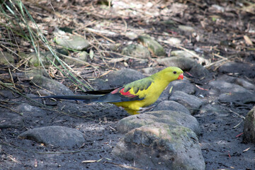 this is a female regent parrot