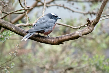Fototapeta premium this is a side view of a white browed woodswallow