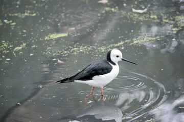 the black winged stilt has a white body and head and black wings and neck with a thin pointy bill