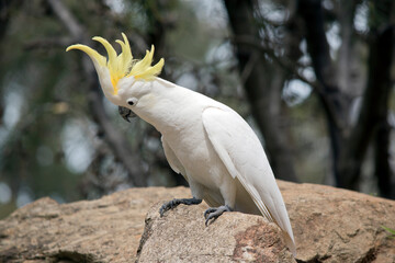 the sulphur crested cockatoo has a yellow crest © susan flashman
