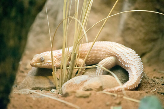 the hosmer's skink is on rocky soil, he has his eyes closed and resting