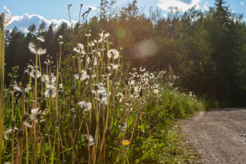 dandelions in the meadow