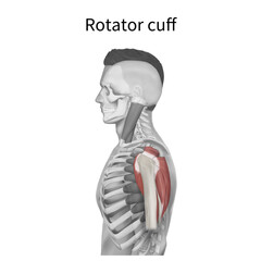 삼각근 근육을 설명하는 메디컬일러스트