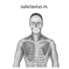 Obraz premium 쇄골하근 근육을 설명하는 메디컬일러스트