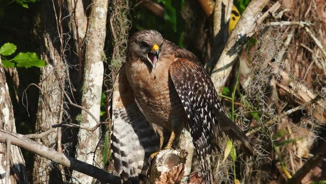 Red-shouldered hawk in Florida Video Clip 