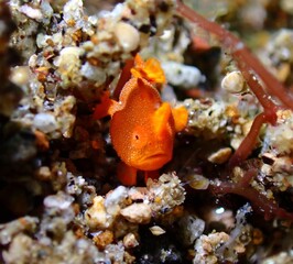 Frogfishes are any member of the anglerfish family Antennariidae, of the order Lophiiformes