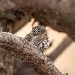 Northern pygmy owl (Glaucidium californicum) perched on tree branch Colorado, USA