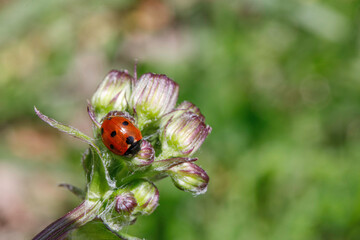 Seven-Spotted Lady Beetle