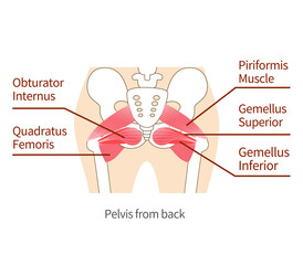 Obraz premium Inner muscle illustration of hip external rotation six muscles