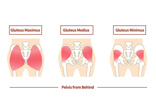 Main gluteal muscles of the buttocks: large gluteus medius, gluteus medius muscle, small gluteus muscle.