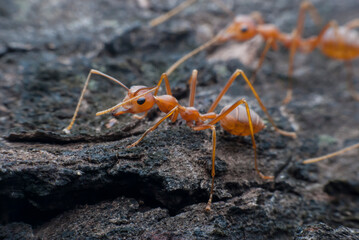 Red ant carrying food.