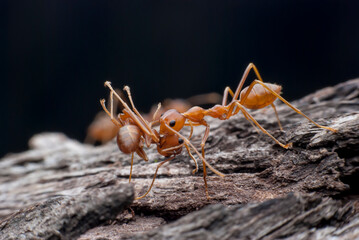 Red ant carrying food.