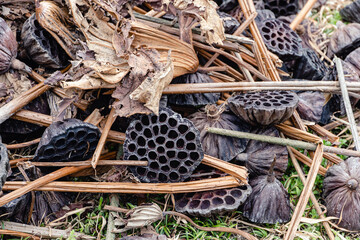 枯れたハスの実