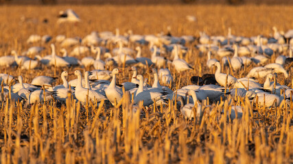 Flock of snow geese (Anser caerulescens) feeding in corn field Eastern Colorado, USA