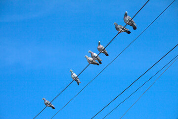 電線に並ぶハト