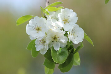 Snow-white flowers and young pear leaves on a fruit twig. Spring pear blossom in the orchard.
