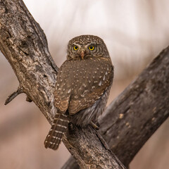 Northern pygmy owl (Glaucidium californicum) perched on branch Colorado, USA