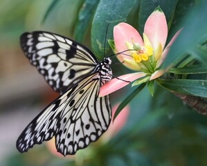 Beautiful white and black Idea Leuconoe butterfly, also known as the paper kite butterfly
