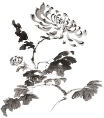 Mums (a chrysanthemum, painted with ink on xuan (rice) paper, oriental style)