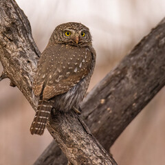 Northern pygmy owl (Glaucidium californicum) perched on tree branch Colorado, USA