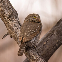 Northern pygmy owl (glaucidium californicum) perched on tree branch during evening light Colorado, USA