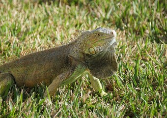 A green iguana on then grass near Miami Beach, FL