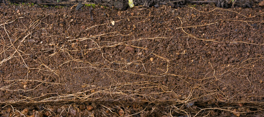 cross section of fertile wet reddish brown soil with plant roots, background texture, environmental and gardening concept