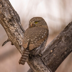 Northern pygmy owl (Glaucidium californicum) perched on tree branch Colorado, USA