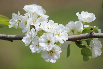 Pear fruit twigs with snow-white flowers on a horizontal branch.