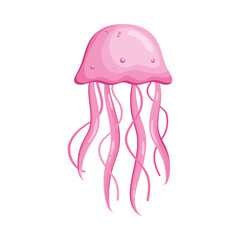 pink jellyfish marine life