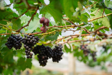 Red grapes and green grapes in the vineyard