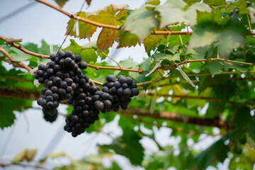 Red grapes and green grapes in the vineyard