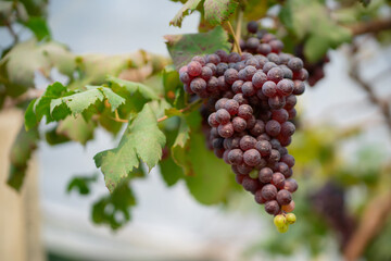 Red grapes and green grapes in the vineyard