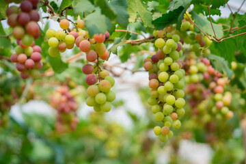 Red grapes and green grapes in the vineyard