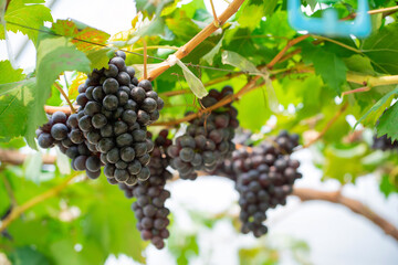 Red grapes and green grapes in the vineyard