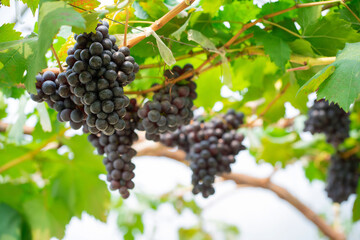 Red grapes and green grapes in the vineyard