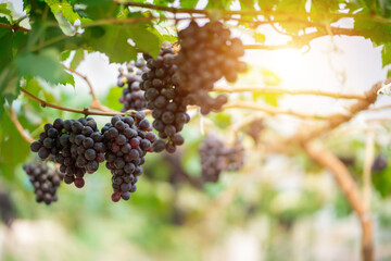 Red grapes and green grapes in the vineyard