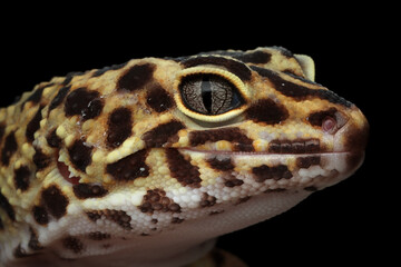 Leopard gecko closeup face with black background, Tomato gecko closeup head, animal closeup