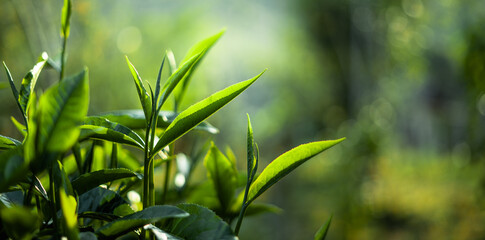 Fototapeta premium green tea leaves in nature evening light