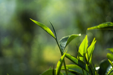 green tea leaves in nature evening light