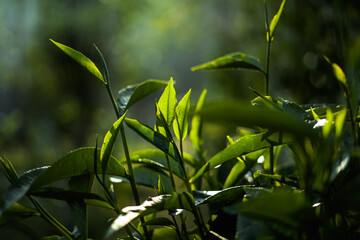 green tea leaves in nature evening light