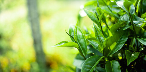 green tea leaves in nature evening light
