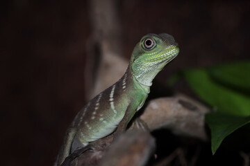 Baby chinese water dragon (physignathus cocincinus) on branch, Baby chinese water dragon  closeup