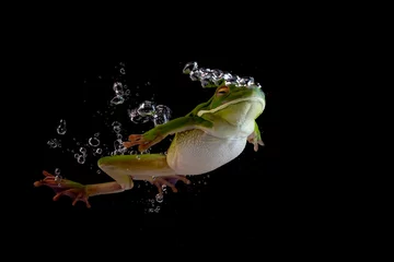 Fototapeten White-lipped tree frog (Litoria infrafrenata) swiming in the water, Litoria infrafrenata diving in the water © kuritafsheen