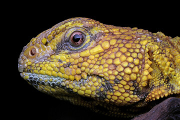 Spiny tailed lizard (uromastyx geyri) closeup head, Spiny tailed lizard closeup face