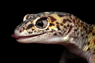 Closeup head Gecko lemonfrost macksnow enigma on black background